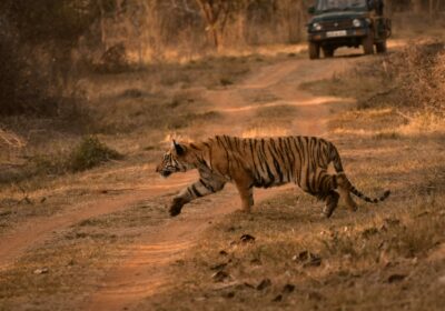 Ranthambore Tiger Safari Guide: Best Time to See Tigers in India