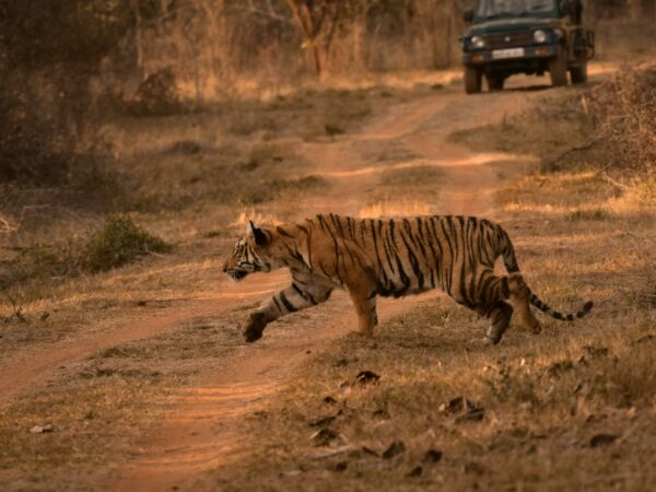 India Wildlife & Heritage Grand Tour — 19 Days